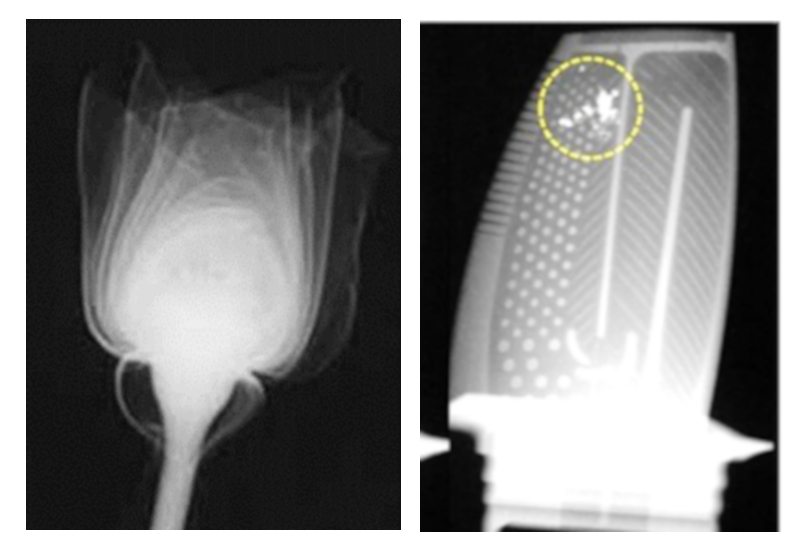 Neutron radiography scan of a flower and an airplane part.